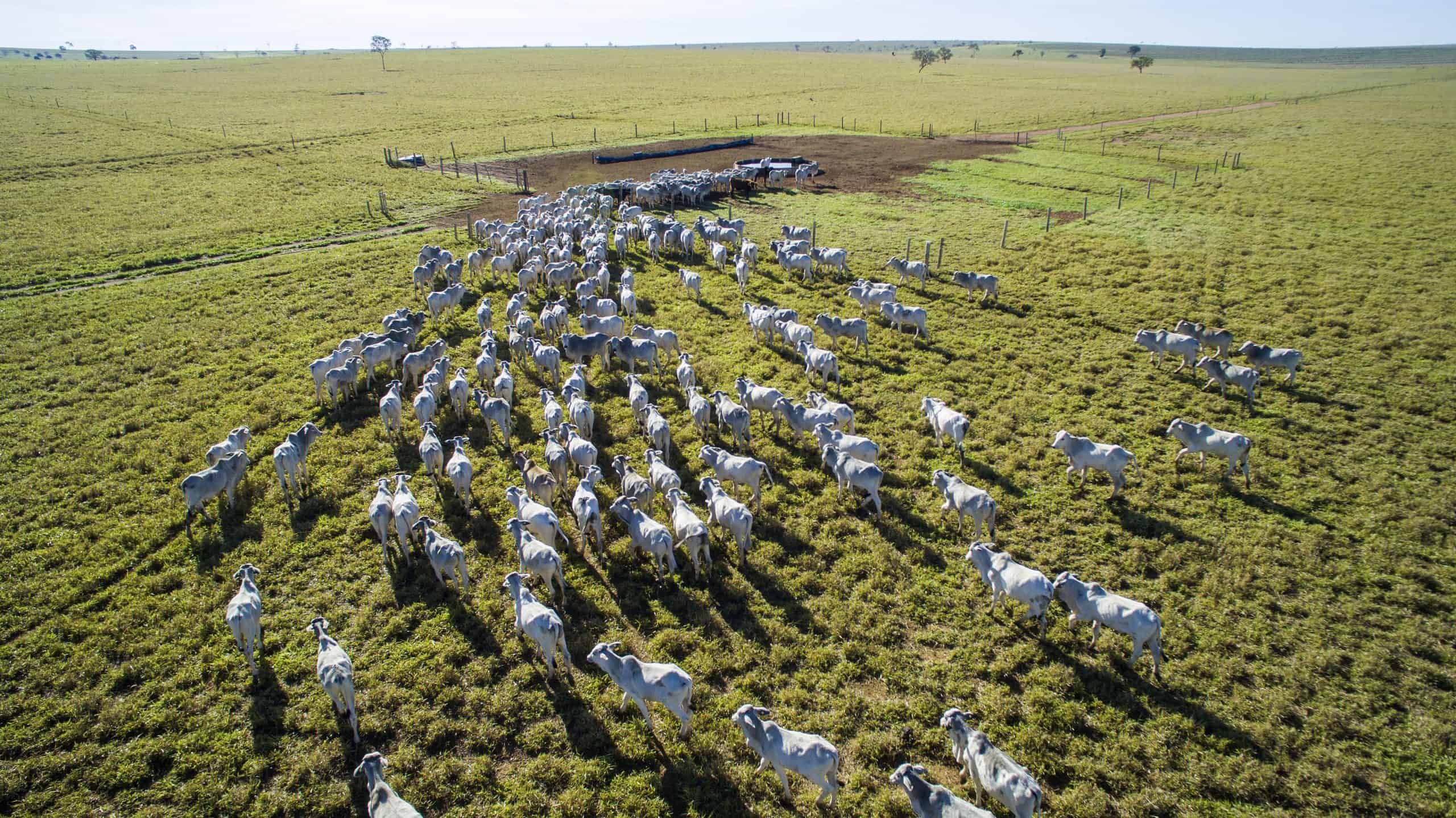 Cattle farm, Mato Grosso