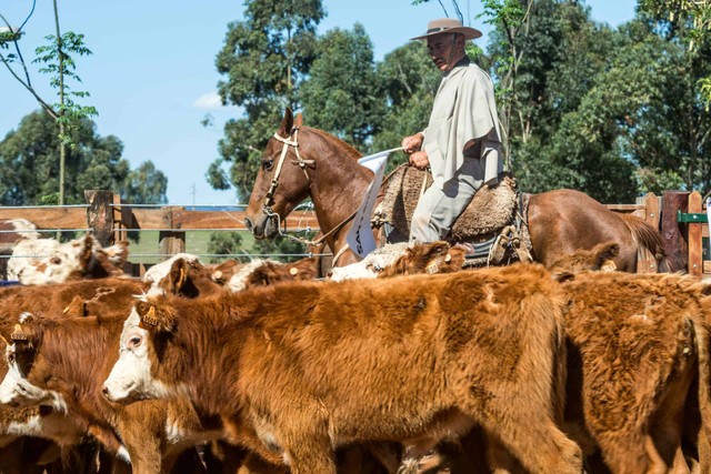 gaucho herding cattle in Tacuarembo, Uruguay 